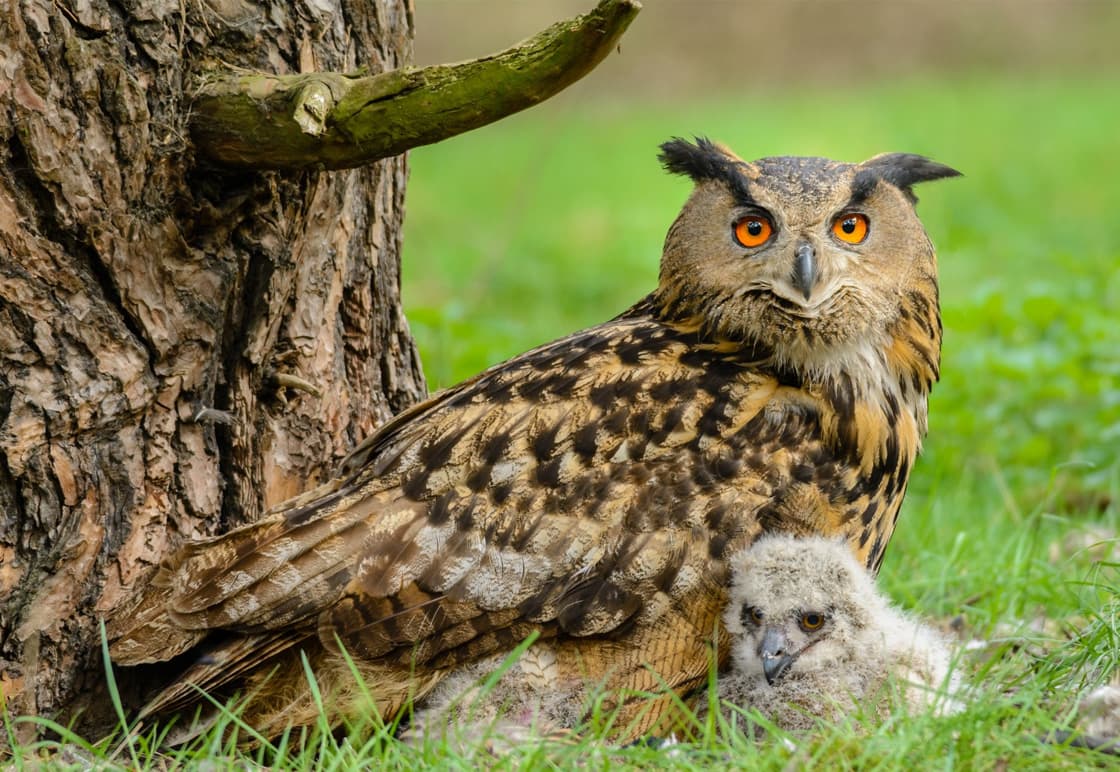 Výr velký u paty stromu s mláďaty