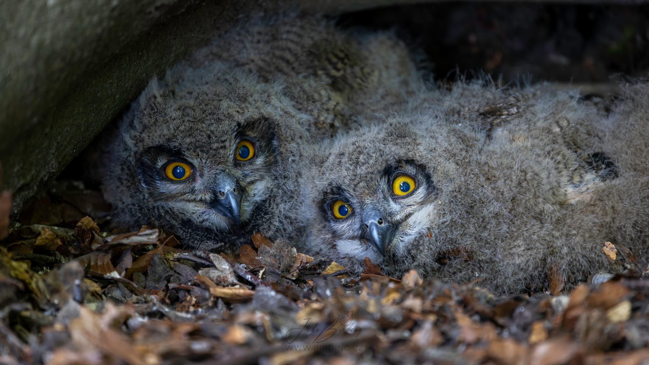 Výr velký v trávě