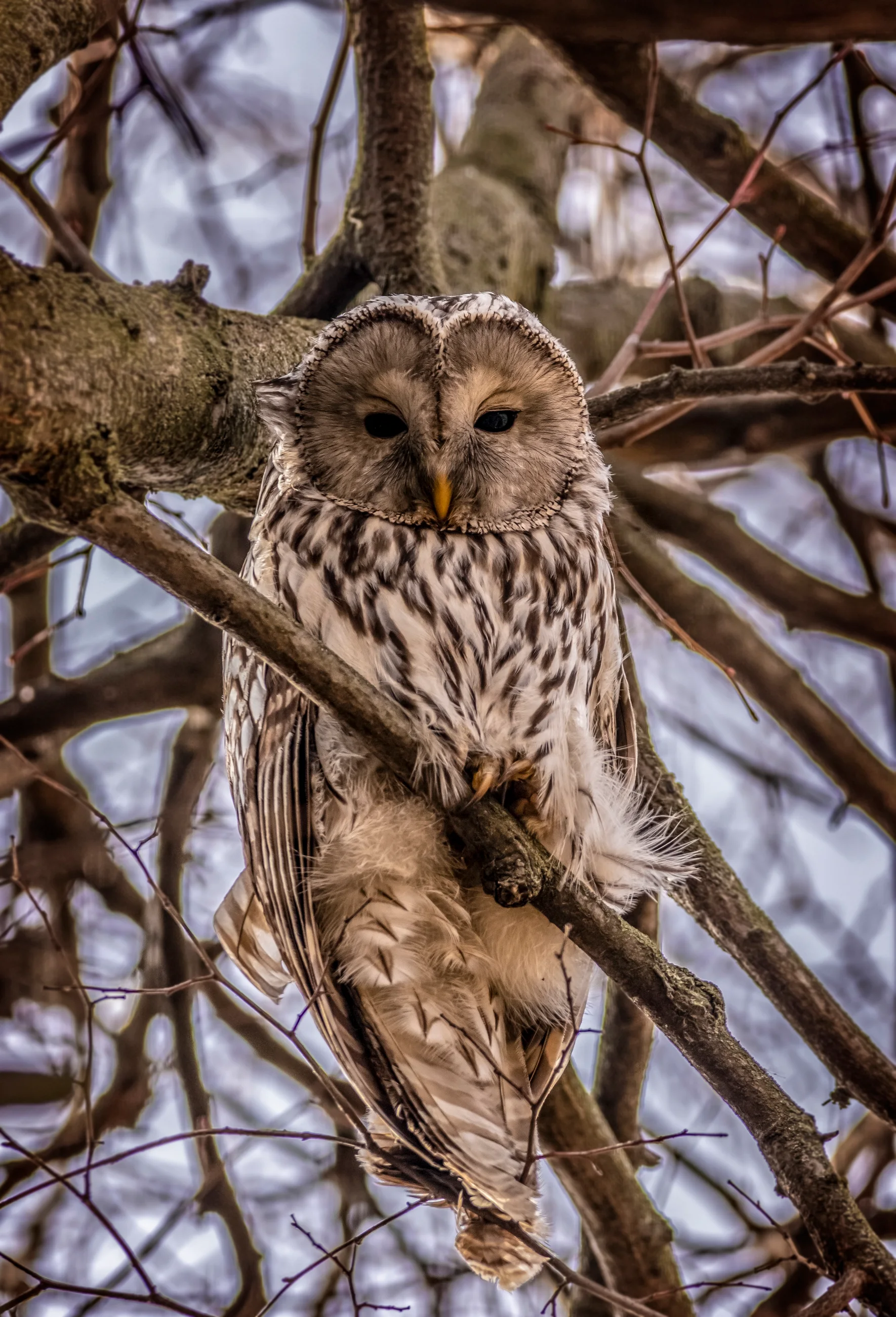 Puštík bělavý v lese