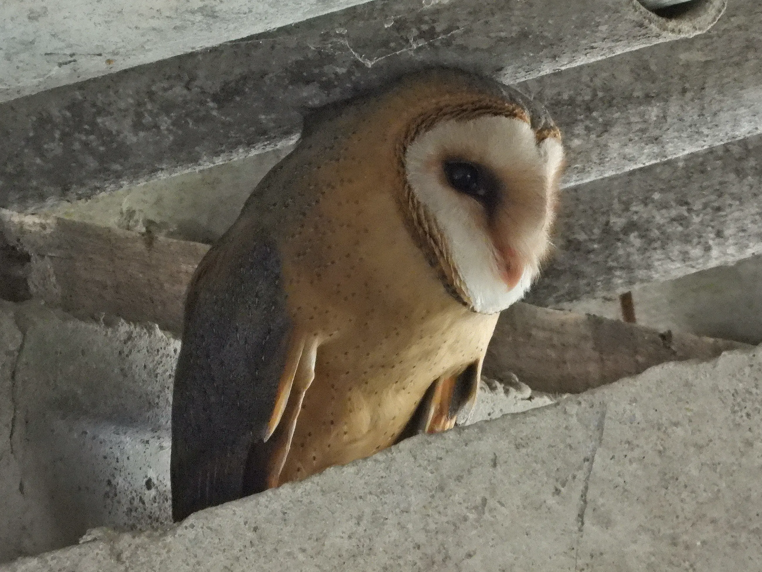 Sova pálená se srdcovitým obličejem