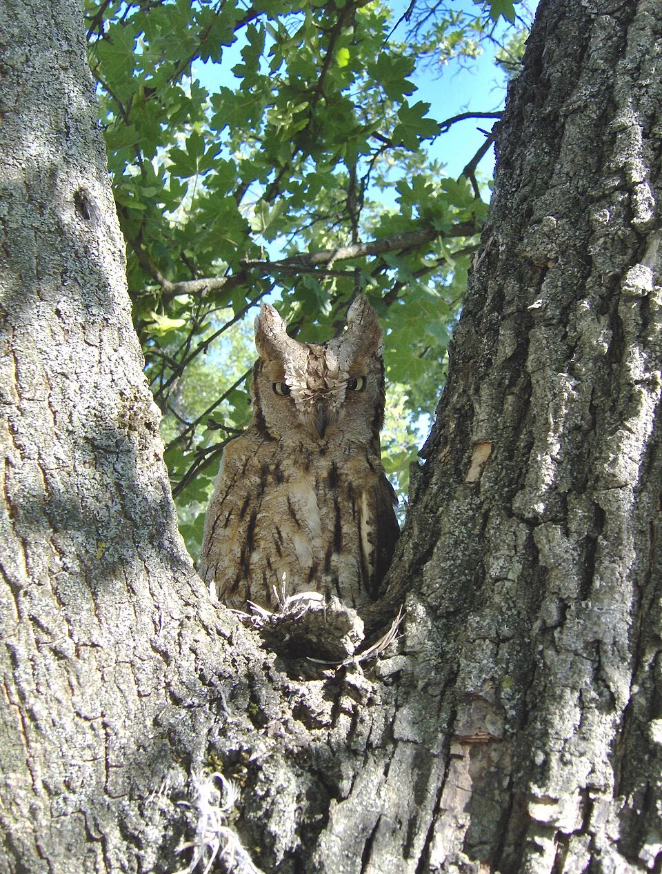 Výreček malý na větvi